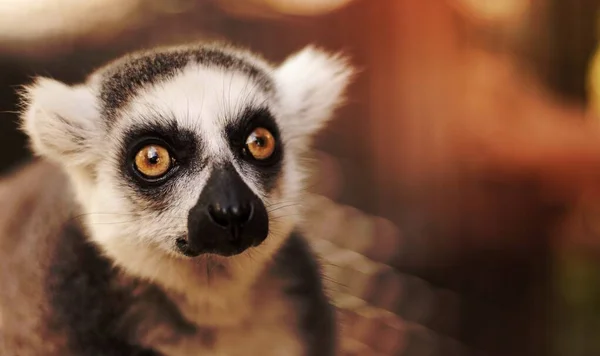 Enfoque Selectivo Foto Lemur —  Fotos de Stock