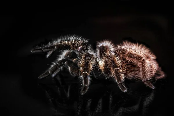 Siyah Kahverengi Tarantula Nın Yakın Plan Fotoğrafı — Stok fotoğraf