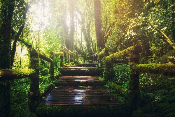雨林上的木桥 免版税图库图片