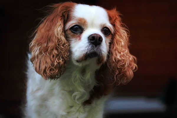 Close Photography Blenheim Cavalier King Charles Spaniel Stock Picture