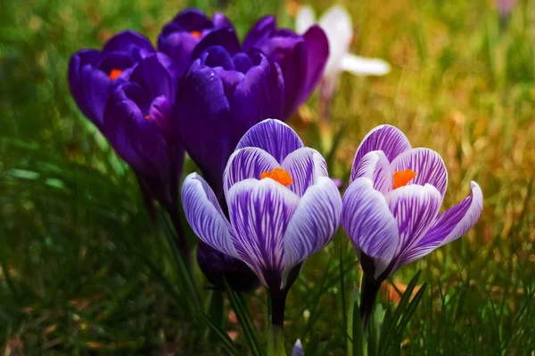 Una Imagen Flores Púrpuras Imagen De Stock