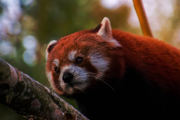 Panda Árbol —  Fotos de Stock
