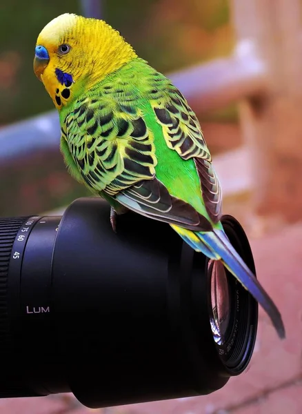 Närbild Foto Bird — Stockfoto