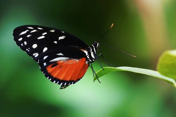 Primer Plano Mariposa Planta —  Fotos de Stock