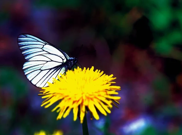 Blick Auf Einen Schmetterling Auf Einer Blume — Stockfoto