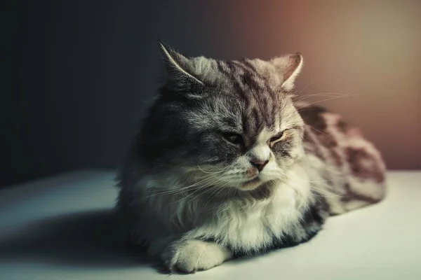 Gato Tabby Plateado — Foto de Stock