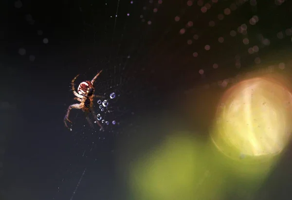 Macro Фотографія Коричневого Павука Інтернеті — стокове фото