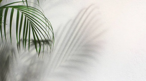 Зелений Лист Пальми Тіні Білому Тлі — стокове фото