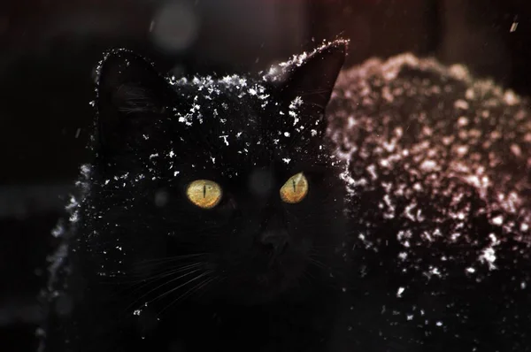 Egy Kép Fekete Macska — Stock Fotó