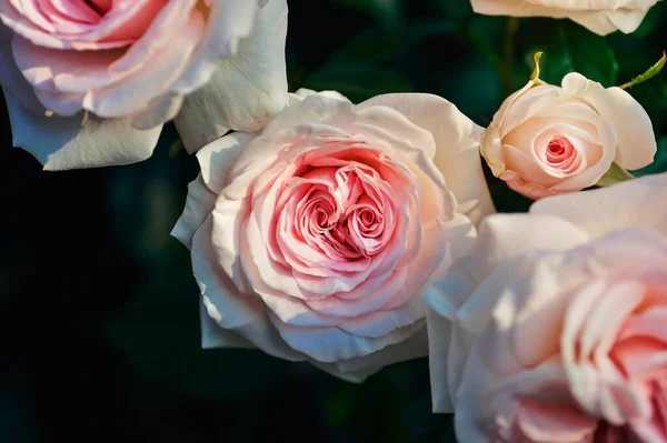 Selectieve Focus Fotografie Van Pink Rose Flowers — Stockfoto