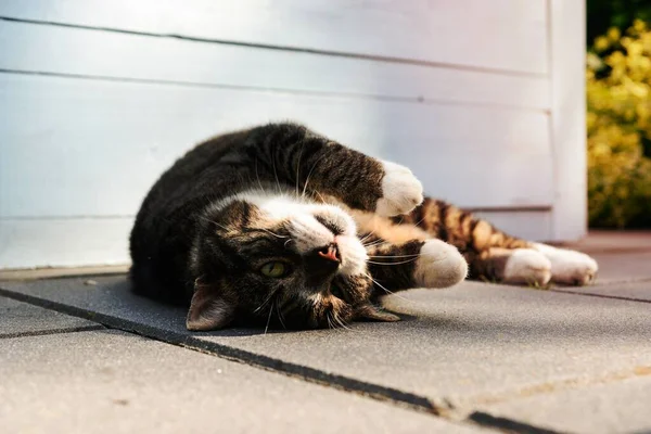 Hnědá Tabby Cat Podlaze — Stock fotografie