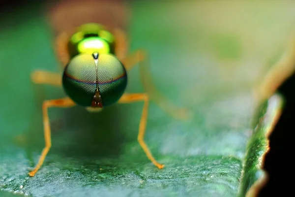 Braunes Insekt Auf Grünem Blattwerk — Stockfoto
