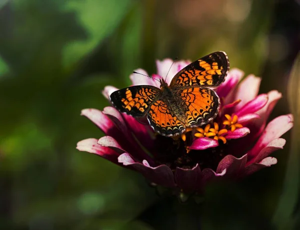 Mariposa Insecto Jardín Verano Detalle Insecto Alas Naturaleza Colorido Salvaje —  Fotos de Stock