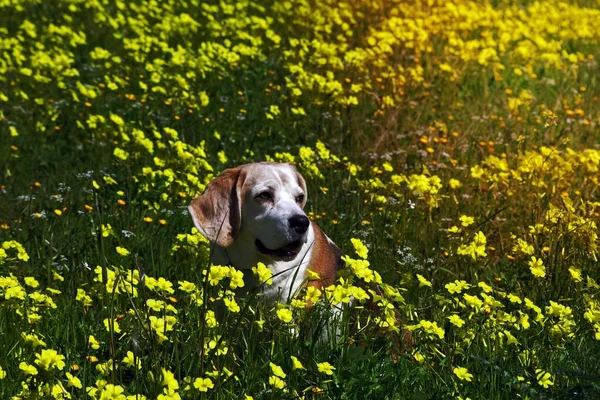 一只狗坐在田里 — 图库照片