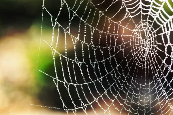 Spider Web Fotografía Enfoque Selectivo — Foto de Stock
