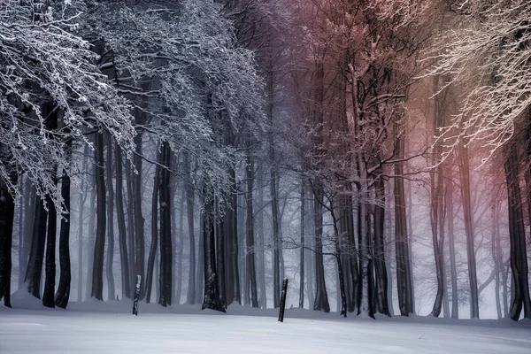 Μια Εικόνα Χιονισμένου Δάσους — Φωτογραφία Αρχείου