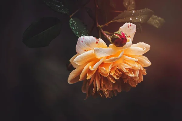 ดอกไม ดอกไม แมโคร ใกล ดอกไม นทร ธรรมชาต ใบไม บาน อยท — ภาพถ่ายสต็อก