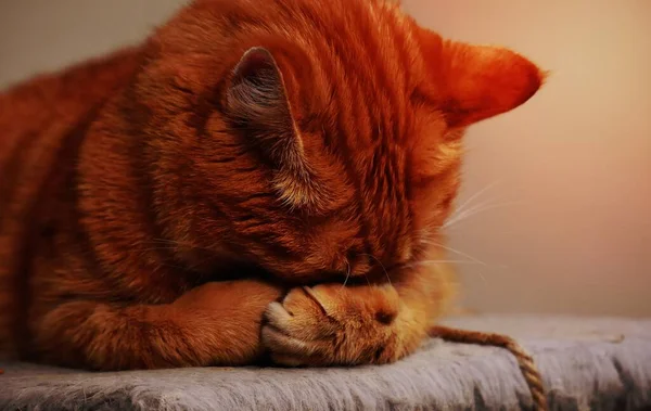 Πορτοκαλί Tabby Cat Καφέ Επιφάνεια — Φωτογραφία Αρχείου
