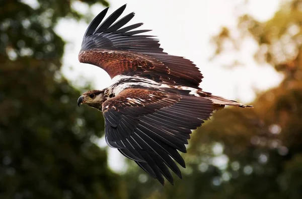 Una Imagen American Eagle —  Fotos de Stock