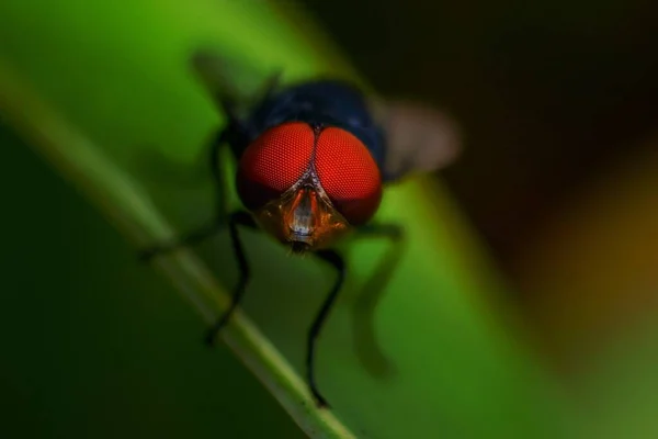 Macro Shot Fly Leaf — Foto Stock
