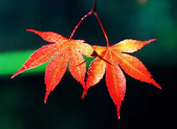 自然の中に木の葉が — ストック写真