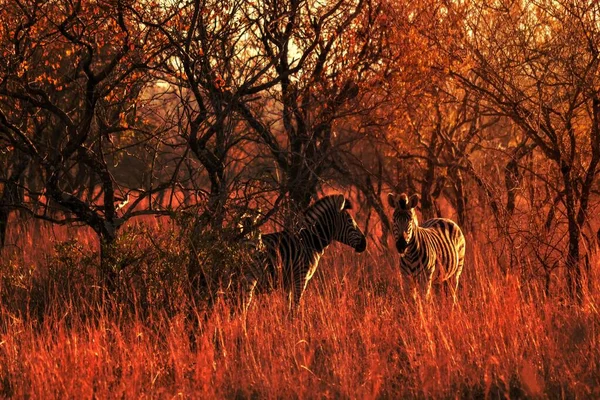 Δύο Zebra Δίπλα Στα Δέντρα — Φωτογραφία Αρχείου