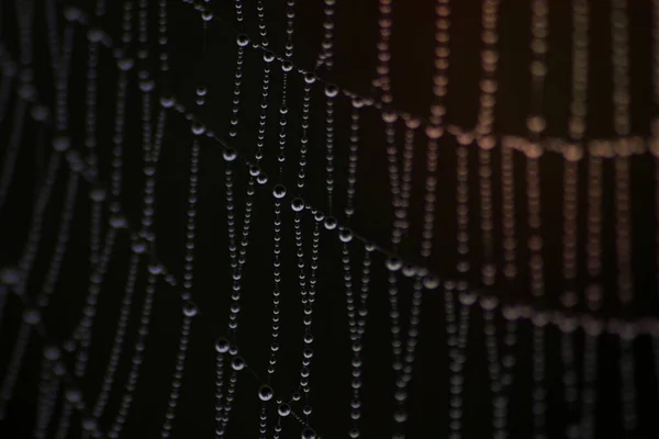 Graustufen Fotografie Wasser Tau Auf Spinnennetz — Stockfoto