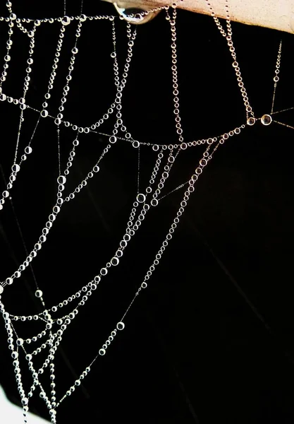Gros Plan Photographie Gouttes Rosée Sur Spider Web — Photo