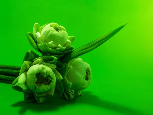 Белый Цветок Лотоса — стоковое фото