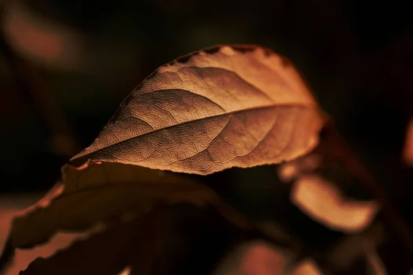 乾いた紅葉を間近で見る — ストック写真