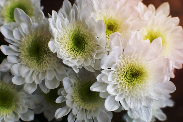 Vita Krysantemum Blommor Bukett Med Blommor Närbild — Stockfoto