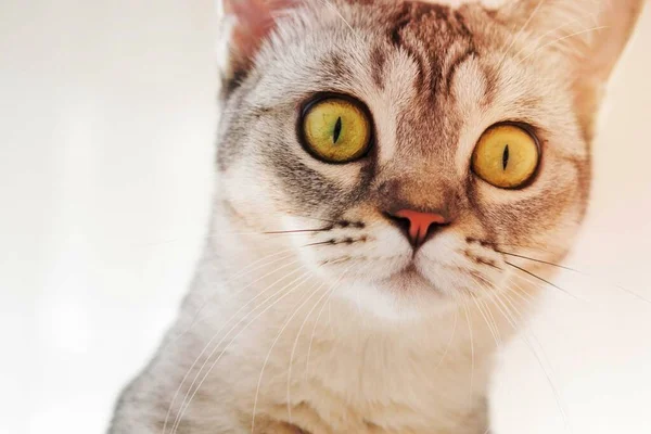 Närbild Foto Cats Ansikte — Stockfoto