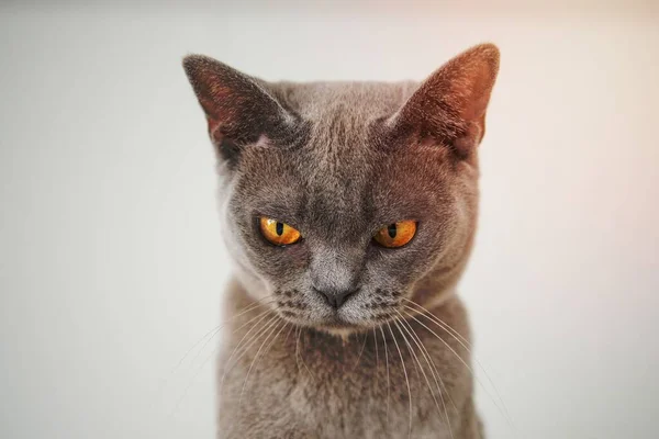 Κοντινό Πλάνο Φωτογραφία Του Gray Cat — Φωτογραφία Αρχείου