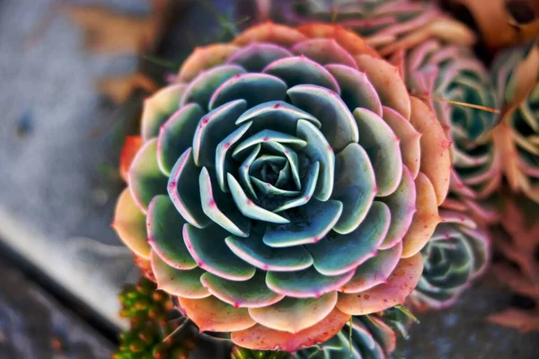 Soczyste Roślinne Makro Kolorowe Kaktusowe Liść Botaniczne Flora Zielony Ogród — Zdjęcie stockowe