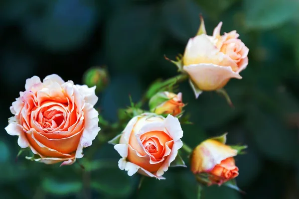 Foto Foco Superficial Flores Brancas Laranja — Fotografia de Stock