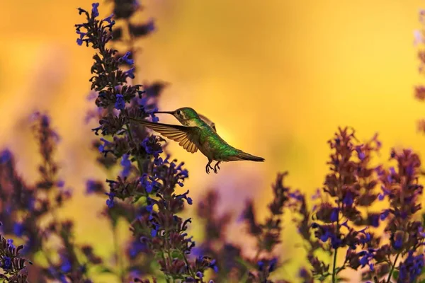 Hummingbird Verde Che Vola Vicino Lavender Flower — Foto Stock