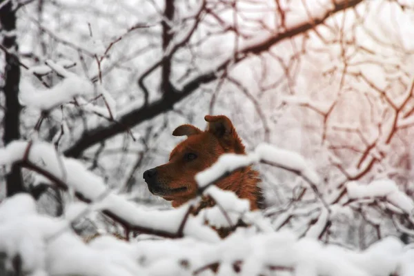 Cão Marrom Revestimento Curto Cercado Por Neve — Fotografia de Stock