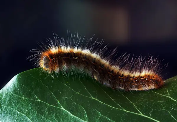 Κοντινό Πλάνο Φωτογραφία Του Black Brown Moth Caterpillar — Φωτογραφία Αρχείου