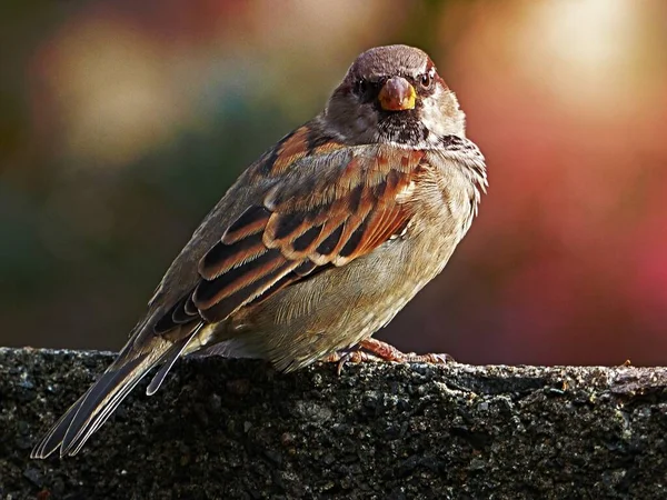 Brązowy Ptak Stojący Szarym Betonie — Zdjęcie stockowe
