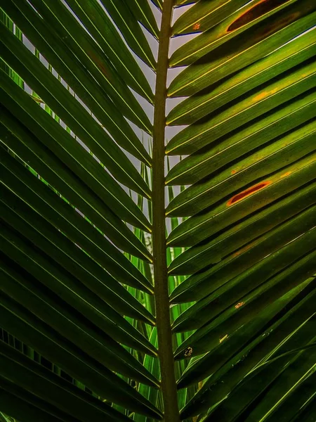 Природные Листья Кокоса — стоковое фото