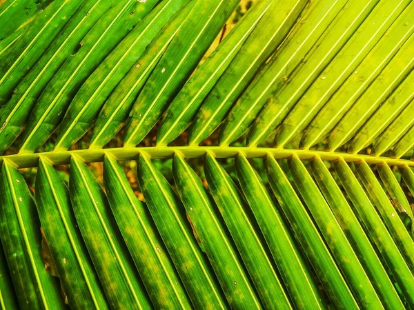 Природные Листья Кокоса — стоковое фото