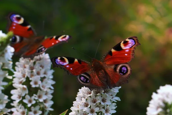 Primer Plano Dos Mariposas Pavo Real Sentadas Sobre Las Flores —  Fotos de Stock