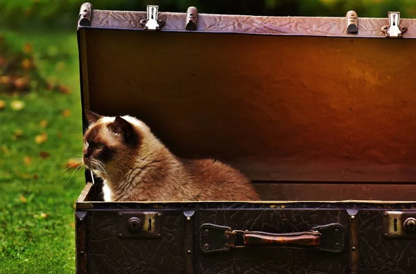 Vit Och Brun Siamese Katt Bröst Låda — Stockfoto