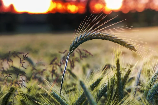 Ear of barley on the background of a barley field at sunset
