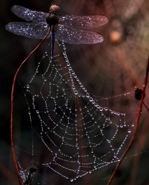 Foto Von Drachenfliegenfalle Auf Spinnennetz — Stockfoto