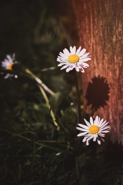 ดอกไม เดซ ขาวสามดอก — ภาพถ่ายสต็อก