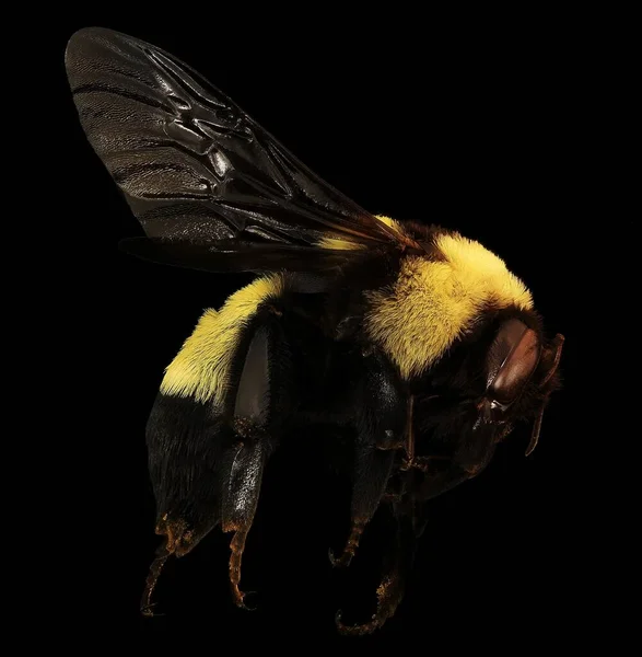 Immagine Bumble Bee — Foto Stock