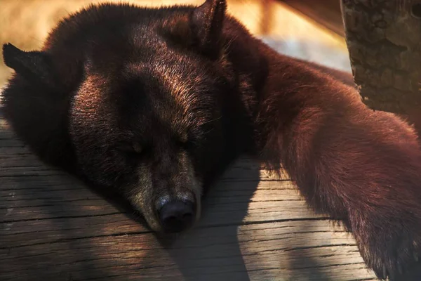 Niedźwiedź Brązowy Desce Drewnianej — Zdjęcie stockowe