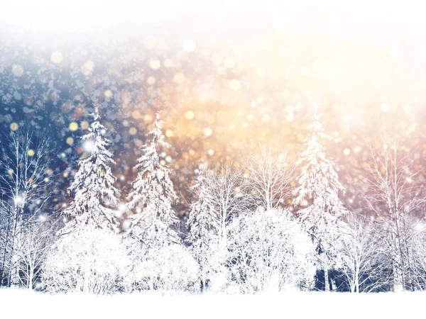Smuga Mrożony Las Zimowy Pokrytymi Śniegiem Drzewami Zewnątrz Sylwester — Zdjęcie stockowe