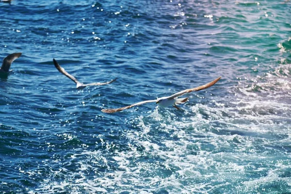 Ιπτάμενοι Γλάροι Και Γαλάζια Θάλασσα — Φωτογραφία Αρχείου